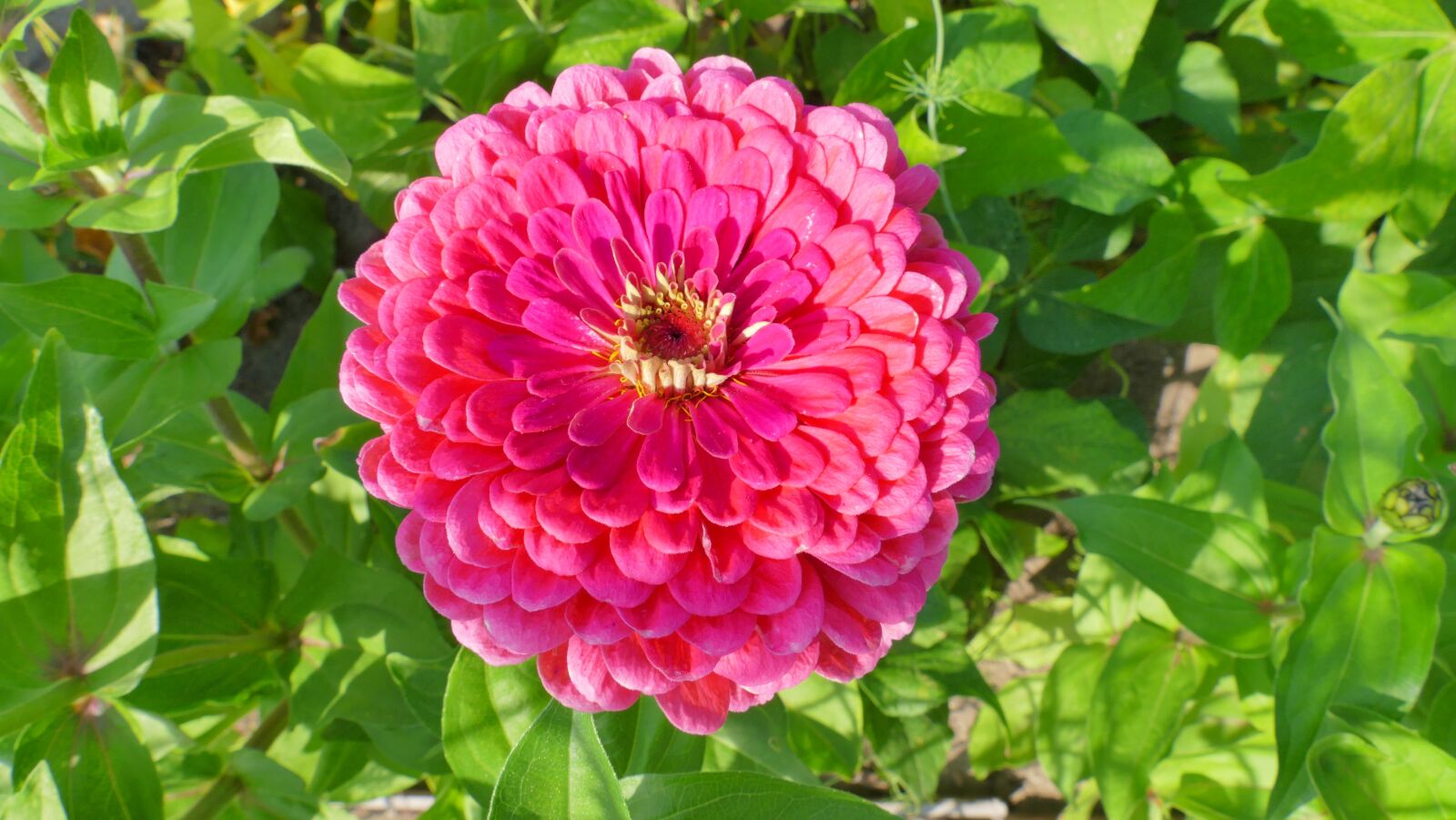 Panasonic Lumix DMC-FZ1000 sample photo. Zinnia, flower, summer photography