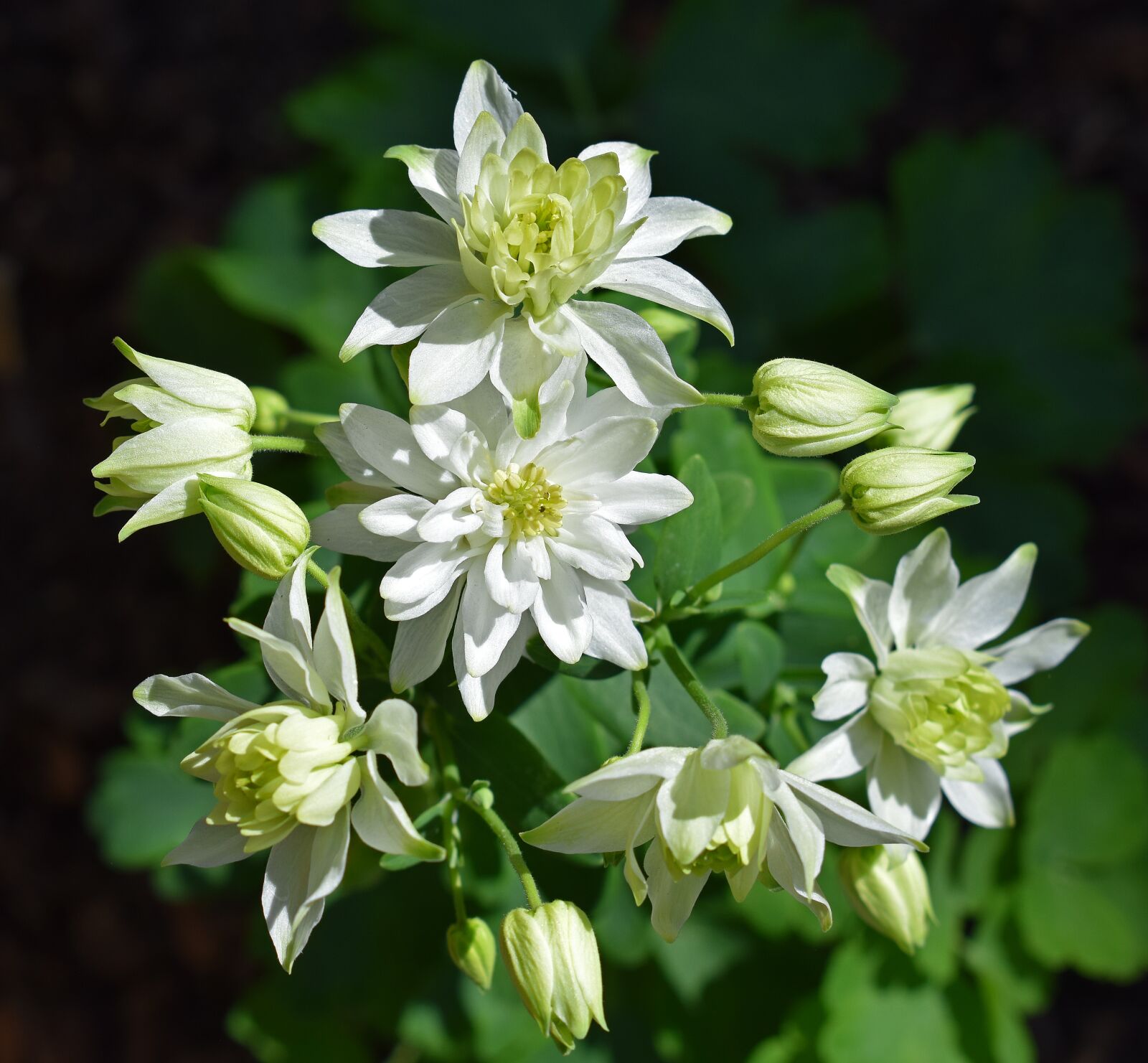 Nikon D3300 sample photo. Columbine, full bloom, double photography