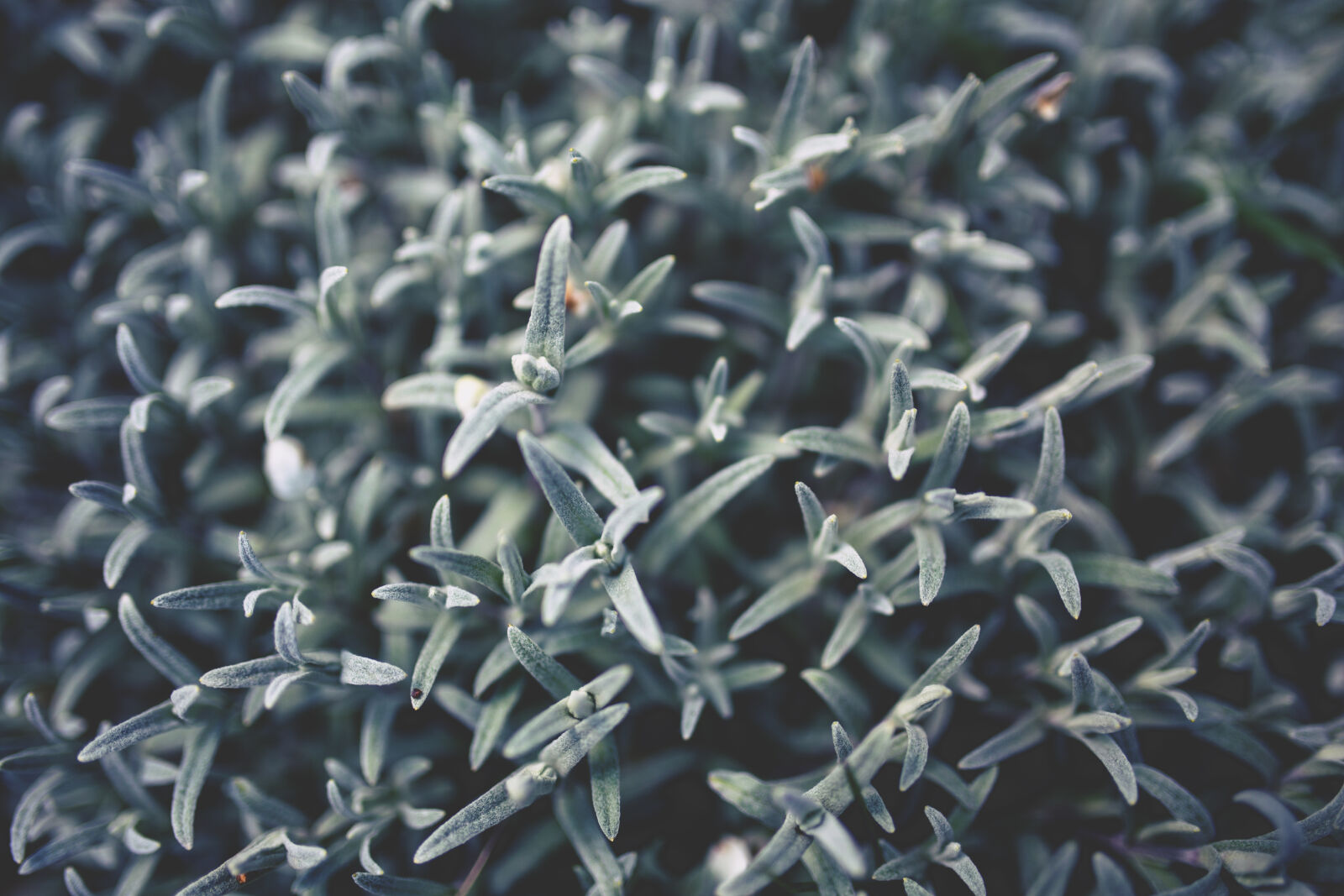 Canon EOS 6D + Sigma 35mm F1.4 DG HSM Art sample photo. Silver, leaves photography