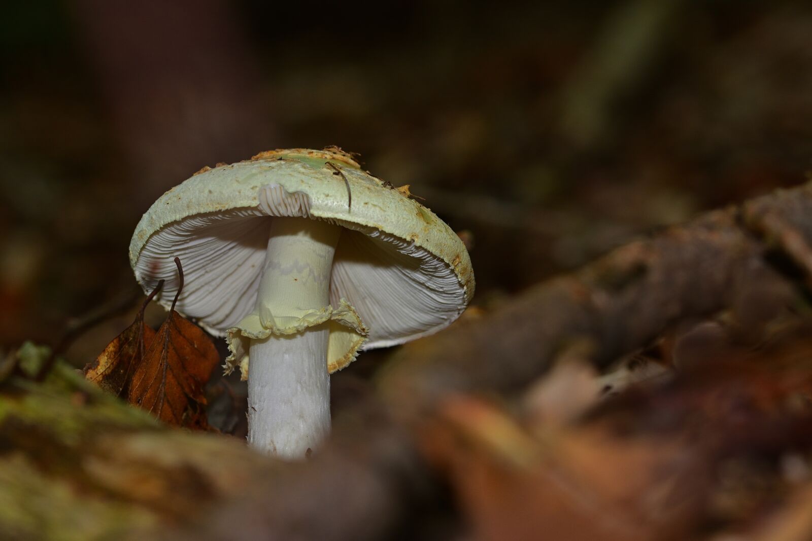 Nikon D5200 sample photo. Autumn, forest, mushroom photography