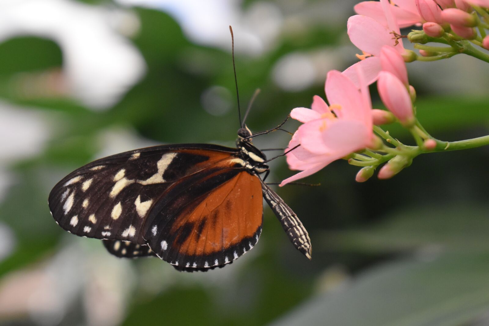 Nikon D3500 sample photo. Butterfly, flower, pink photography