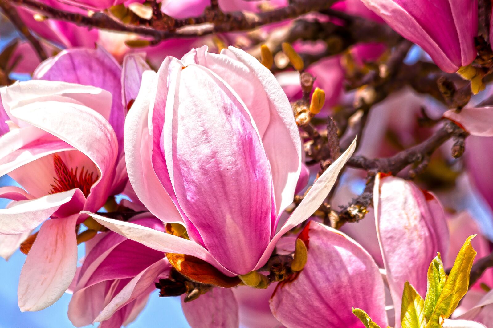 Canon EOS 50D + Canon EF 70-300mm F4-5.6 IS USM sample photo. Magnolia, blossom, bloom photography