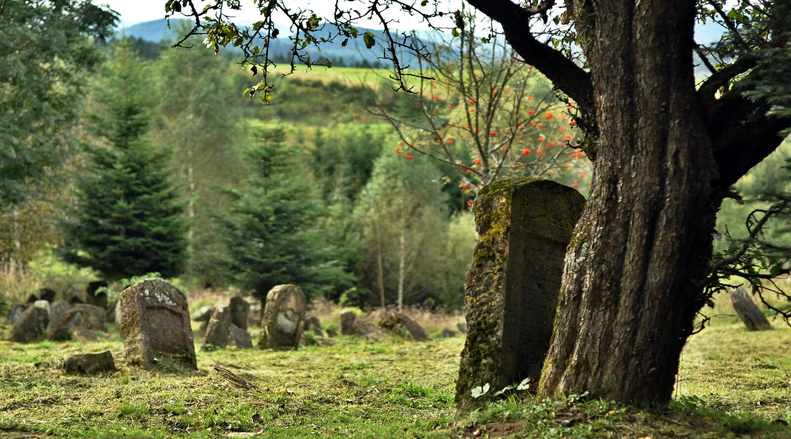 Nikon D90 sample photo. Cemetery, lutowiska, jewish photography