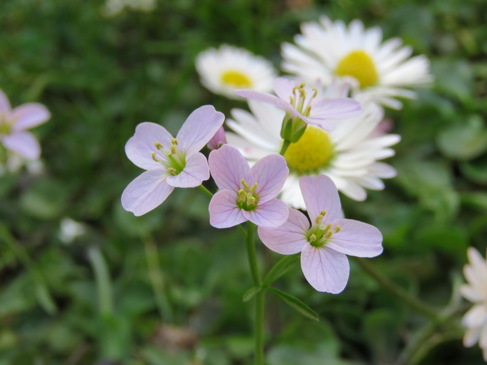Canon PowerShot SX60 HS sample photo. Do not forget me photography