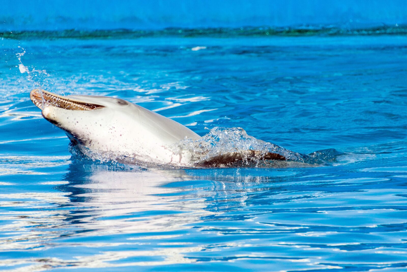 Canon EOS 50D sample photo. Spain, valencia, ozeaneum photography