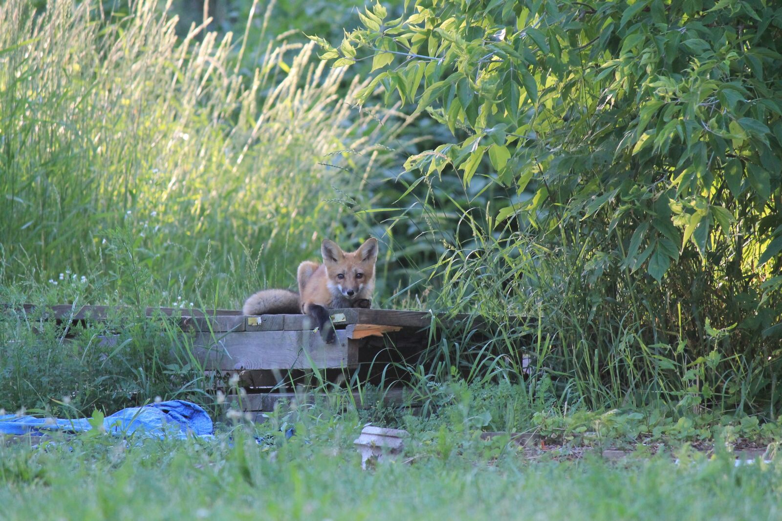 Canon EOS 1100D (EOS Rebel T3 / EOS Kiss X50) sample photo. Fox, nature, wild photography