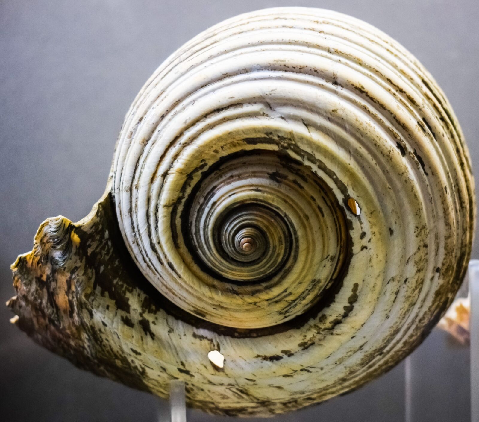 Nikon D3300 sample photo. Shell, nature, seashell photography