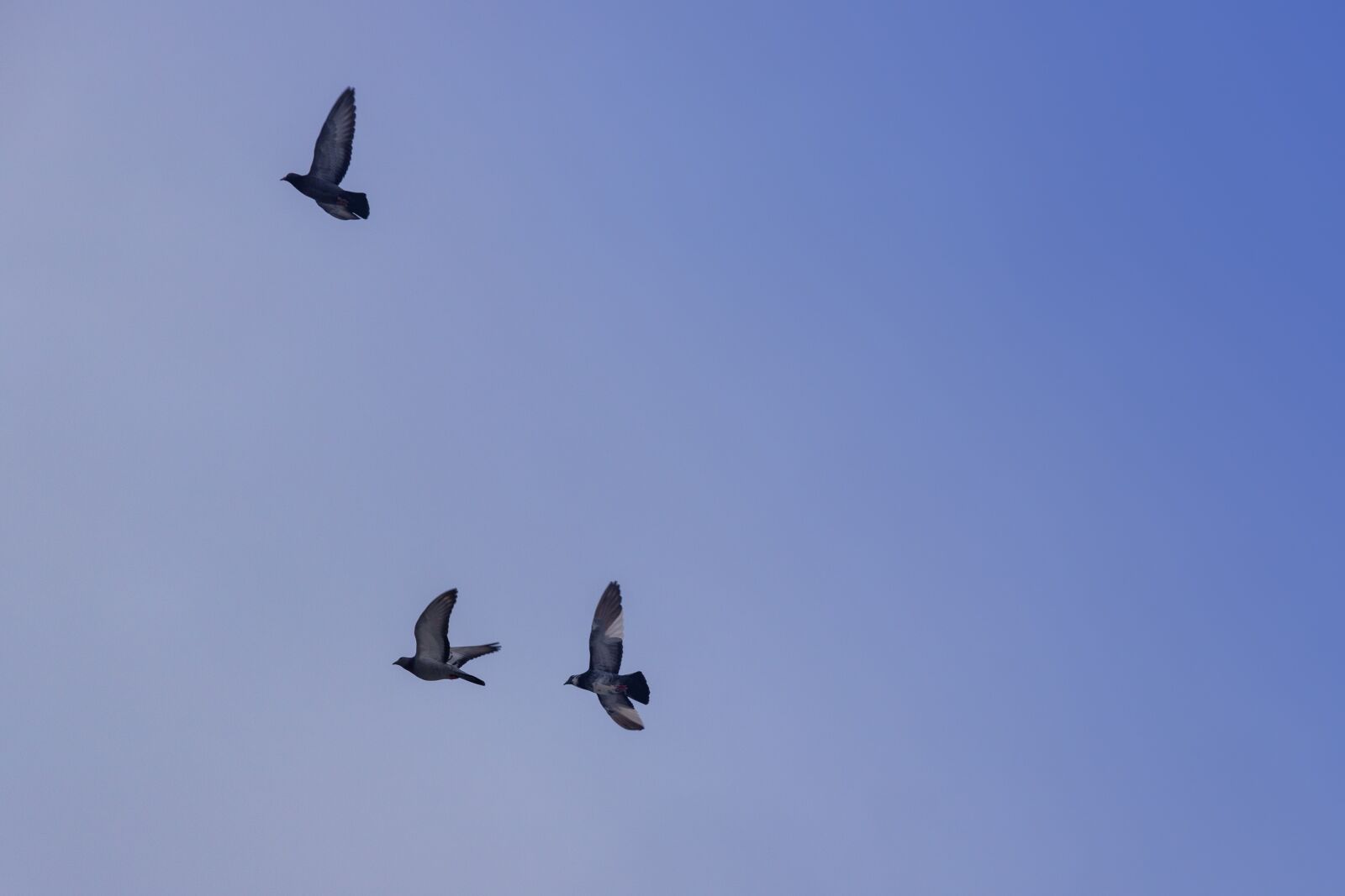 Canon EOS 6D Mark II sample photo. Pigeons, flying, sky photography