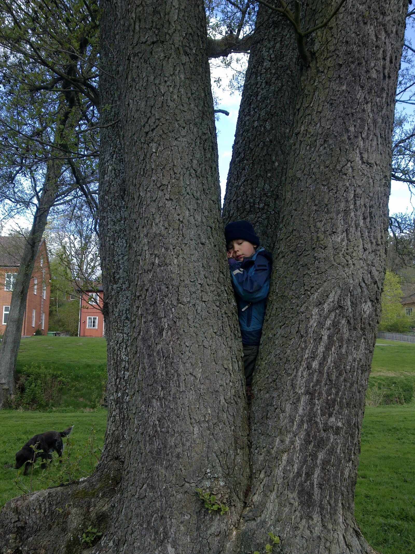 Nokia 6700s sample photo. Boy, climbs, tree photography