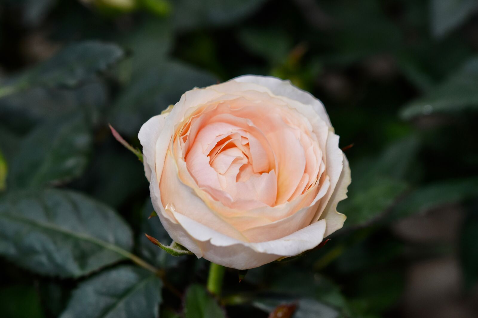 Nikon D5600 sample photo. Flower, pink, rosebush photography