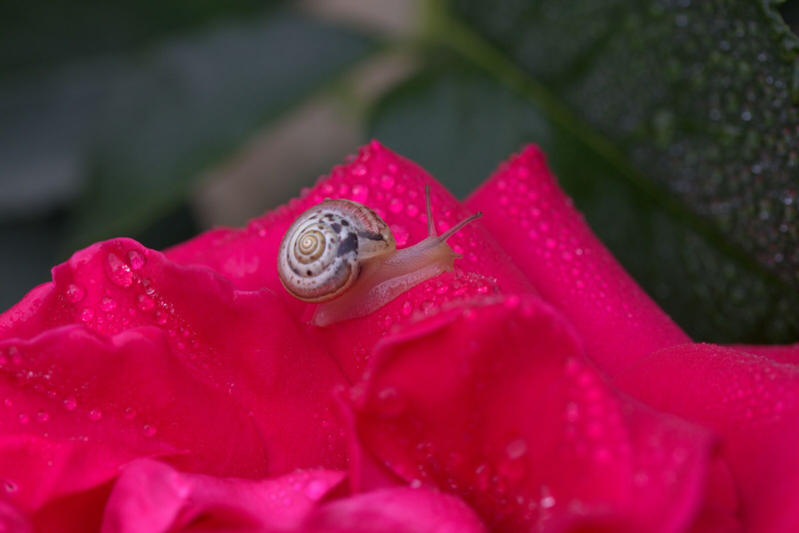 Canon EF-S 60mm F2.8 Macro USM sample photo. Snail, rose, red photography