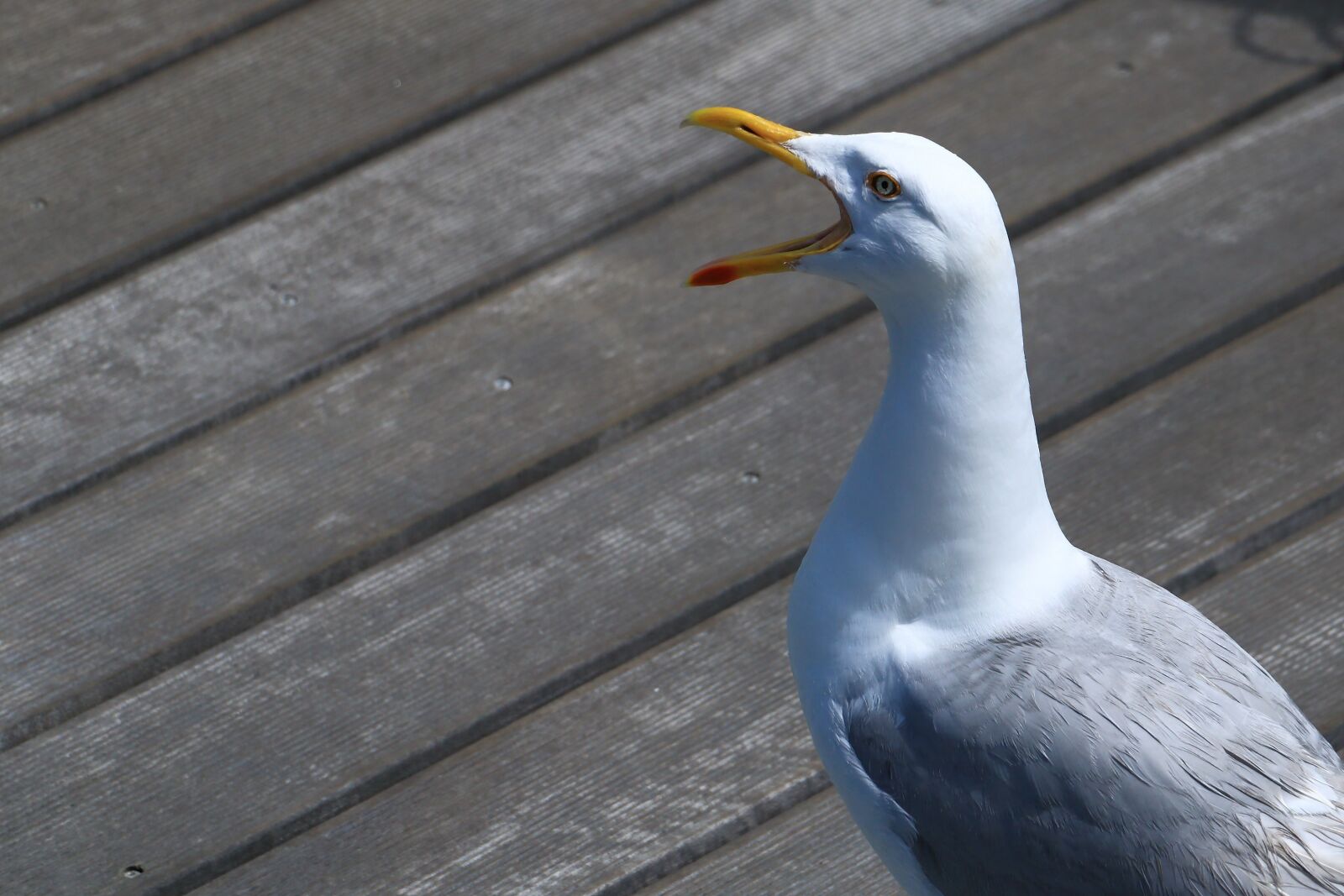 Canon EOS 70D sample photo. Seagull, cry, port photography