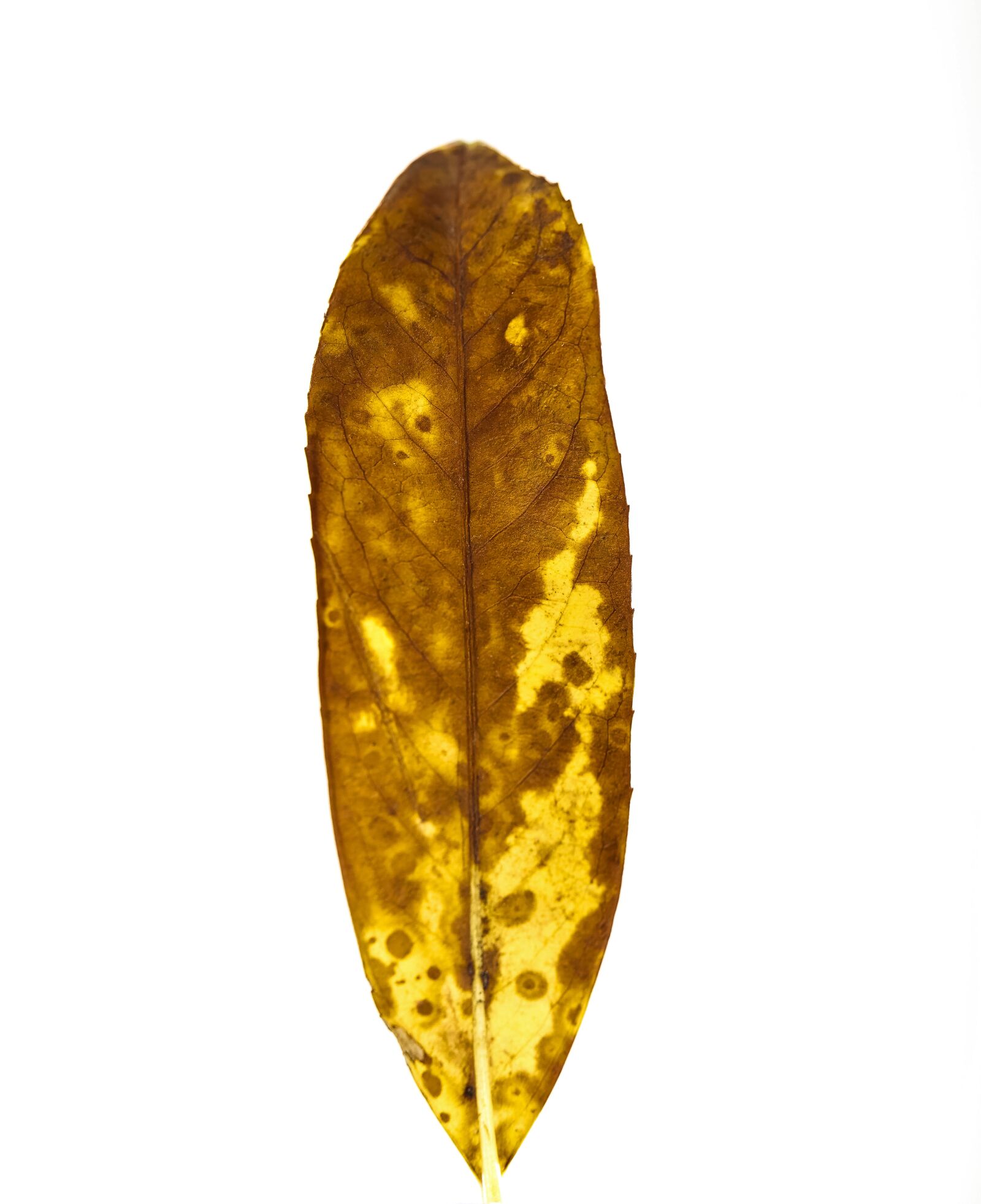 Canon EF 100mm F2.8L Macro IS USM sample photo. Leaves, yellow, current season photography