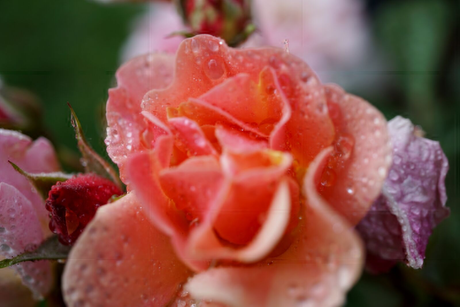 Sony a6000 + Sony E 30mm F3.5 Macro sample photo. Rose, garden, blossom photography