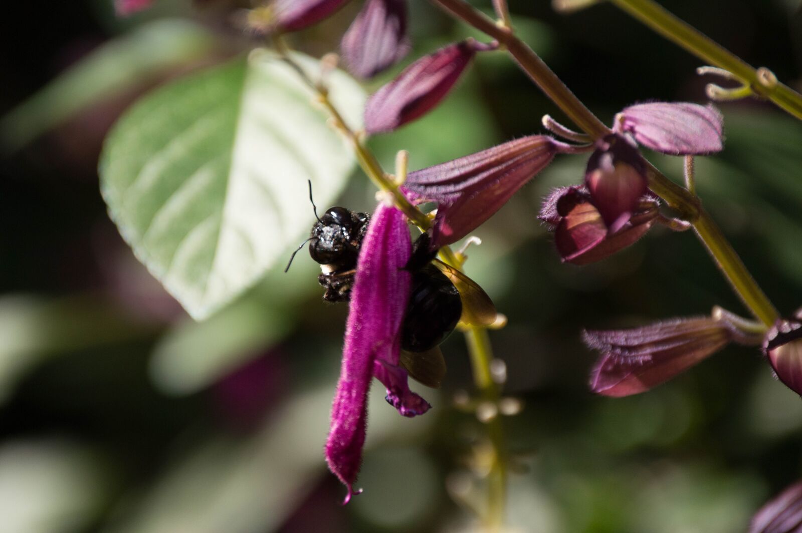 Nikon D3200 sample photo. Bee, nature, flower photography