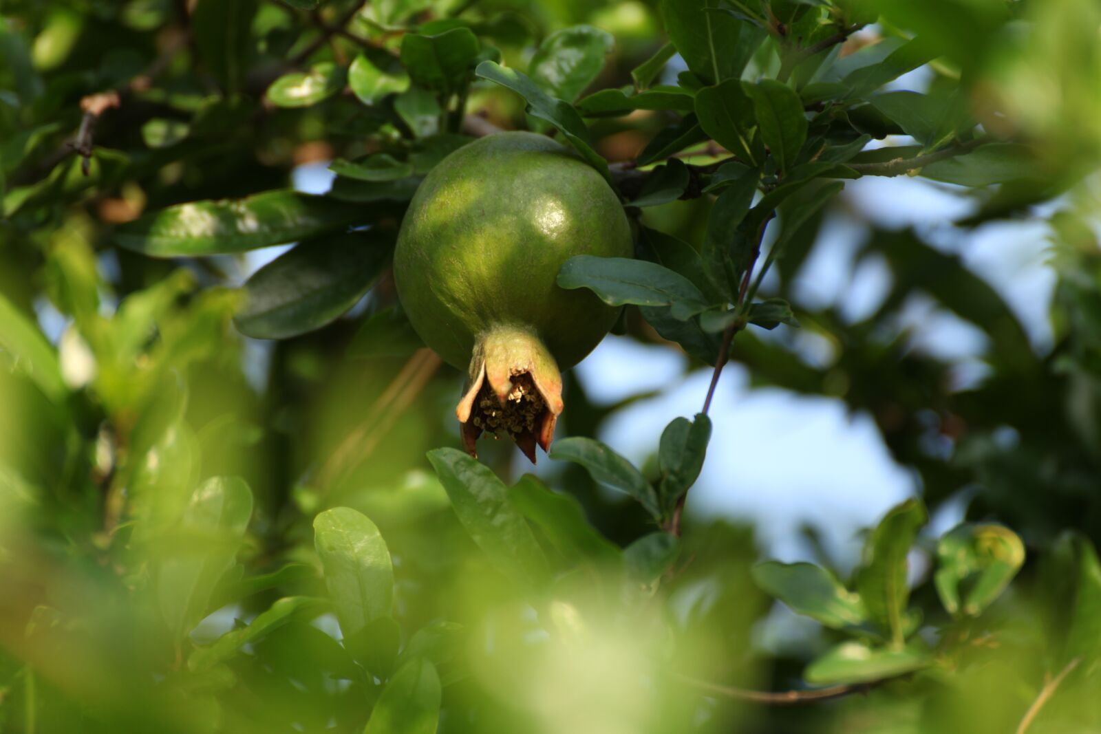 Canon EOS 5D Mark II sample photo. Pomegranate, fruits, organic photography