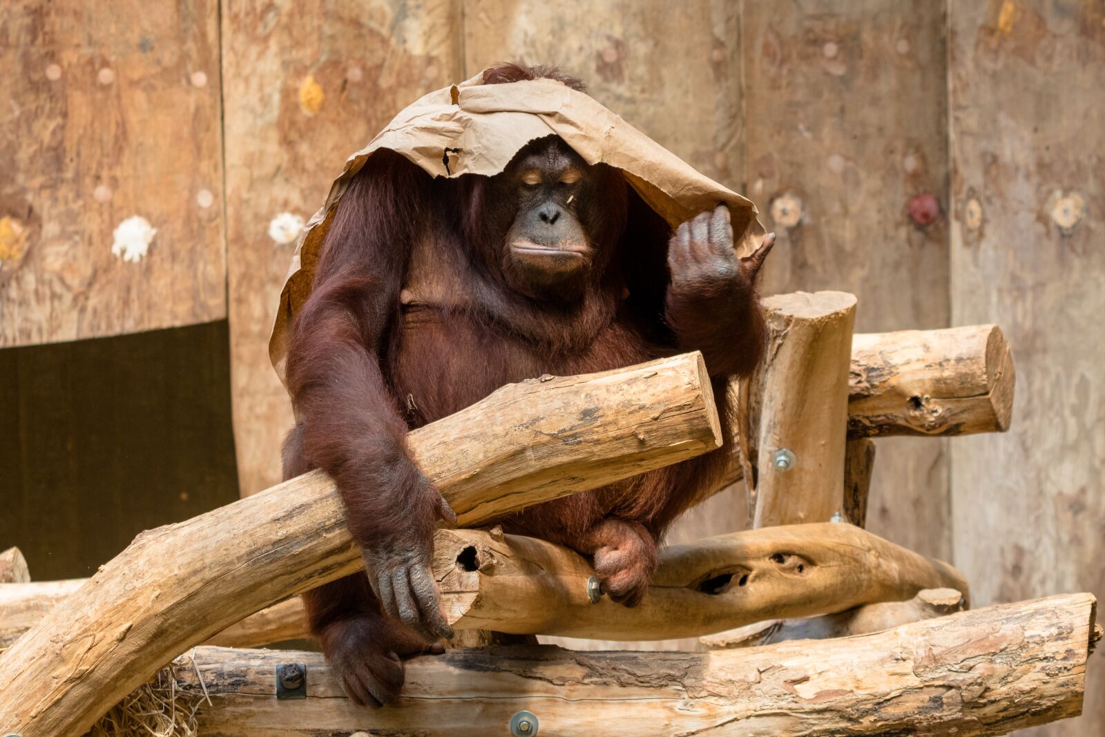Canon EF 70-300 F4-5.6 IS II USM sample photo. Orang utan, monkey, primate photography