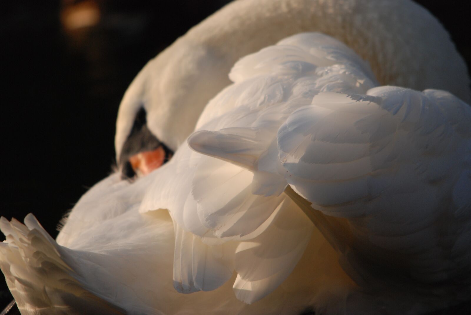Nikon D80 sample photo. Swan, bird, feathers photography