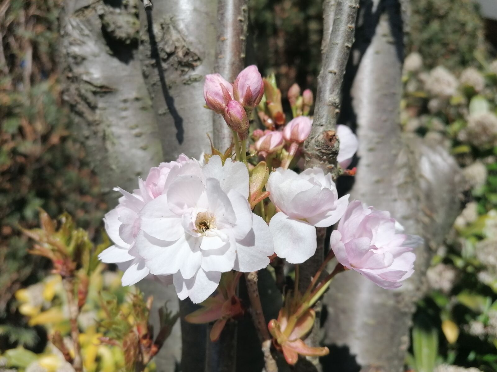HUAWEI P30 LITE sample photo. Flowers, spring, pink photography