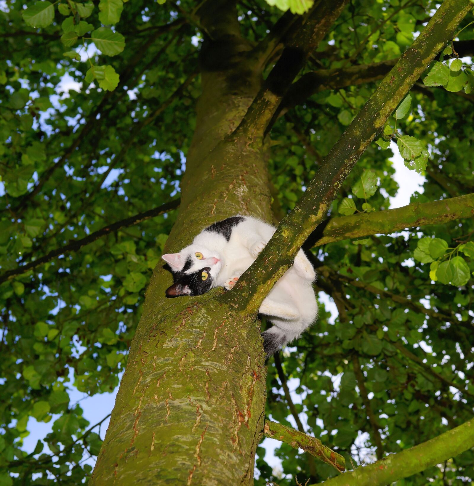 Sony a99 II + Sony Planar T* 50mm F1.4 ZA SSM sample photo. Cat, tree, climb photography