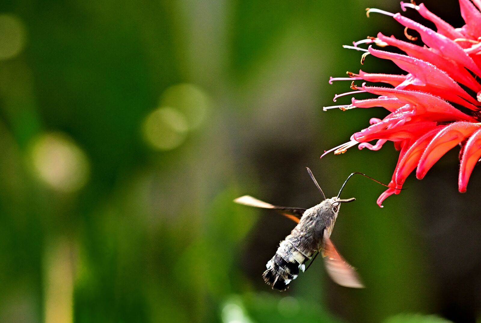 Nikon D5200 sample photo. Hummingbird hawk moth, indian photography