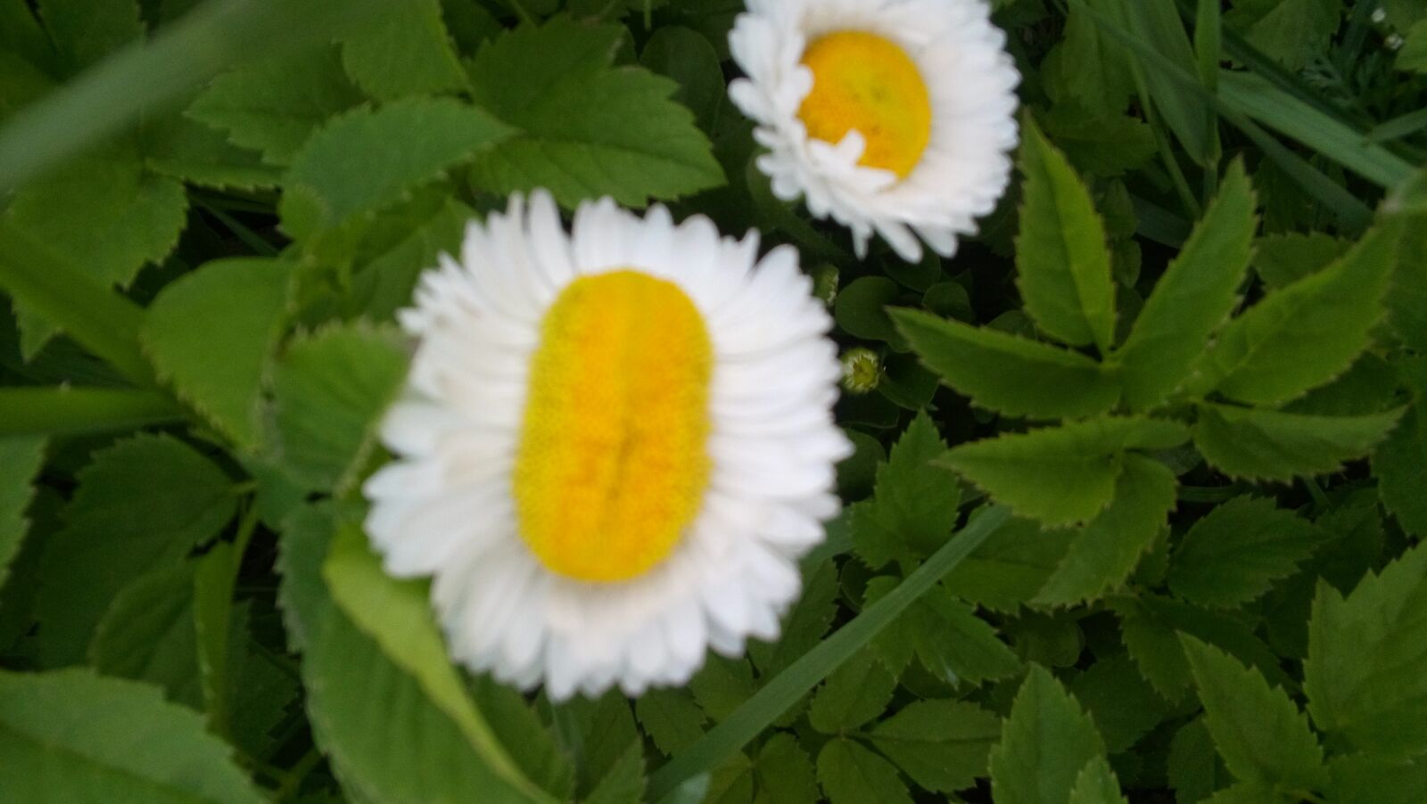 LG VOLT sample photo. Flower, daisy, nature photography