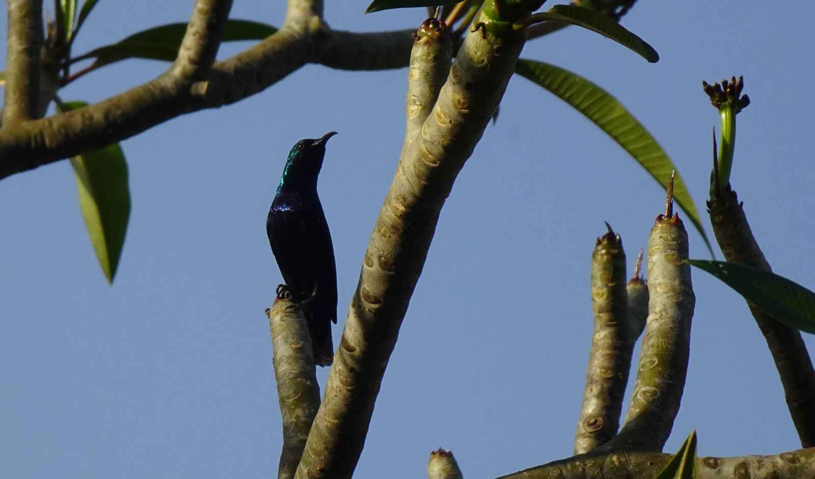 Sony DSC-WX800 sample photo. Bird, purple sunbird, cinnyris photography