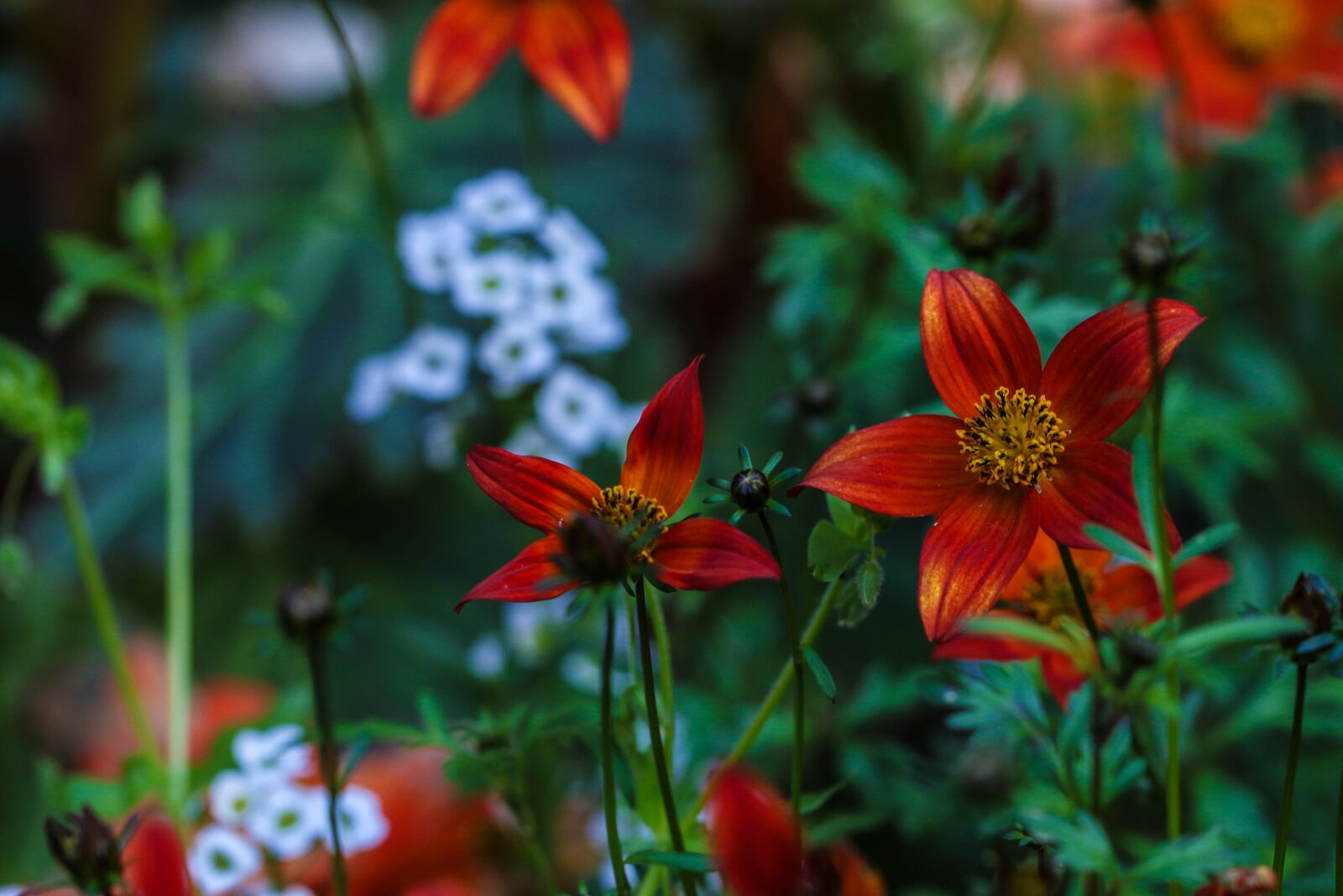 Canon EOS 7D Mark II sample photo. Garden flower, flower, garden photography
