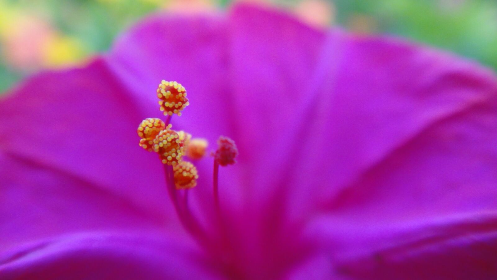 Sony Cyber-shot DSC-TX5 sample photo. Flower, purple, nature photography
