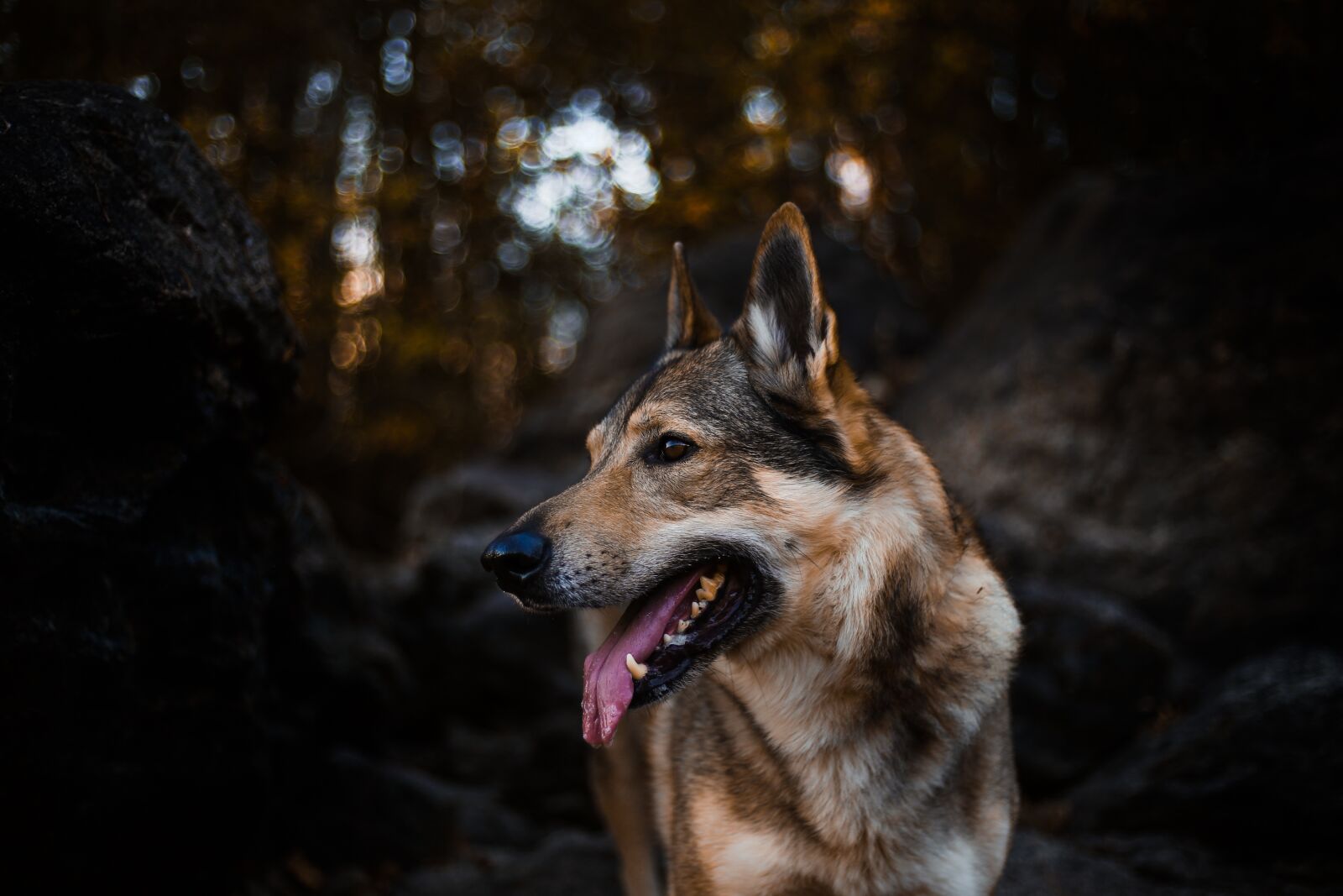 Canon EF 50mm F1.8 II sample photo. Dog, alsatian, animal photography