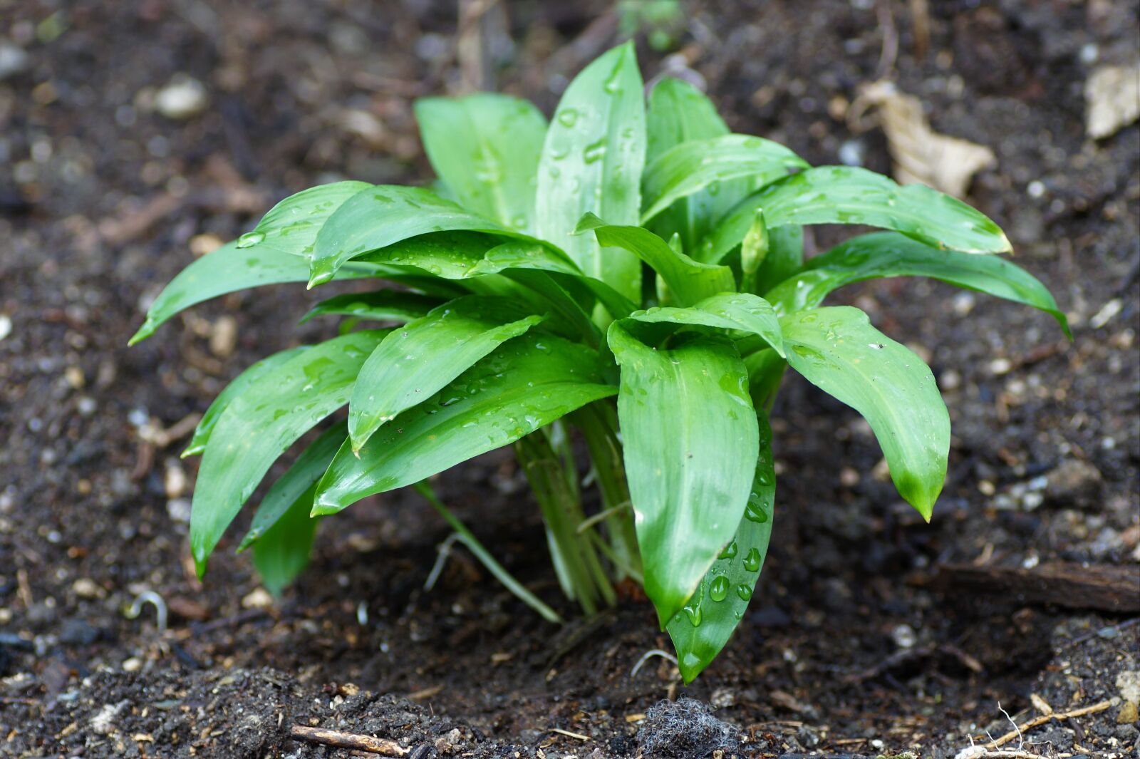 Sony SLT-A58 sample photo. Garlic bearish, foliage, herb photography
