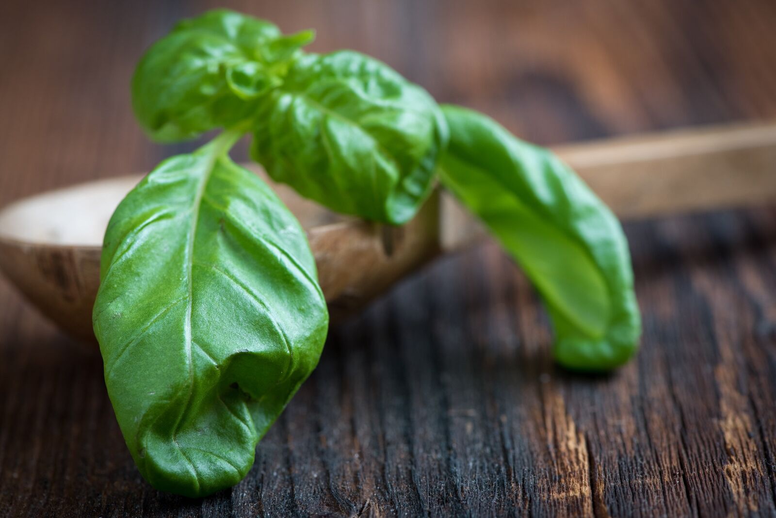 Nikon D750 sample photo. Basil, green, fresh photography