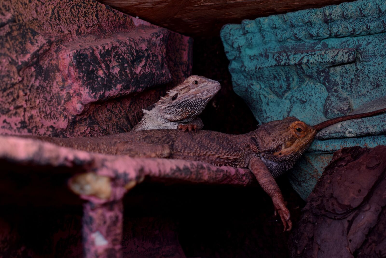 Nikon D5300 sample photo. Bearded dragons, agame, tired photography