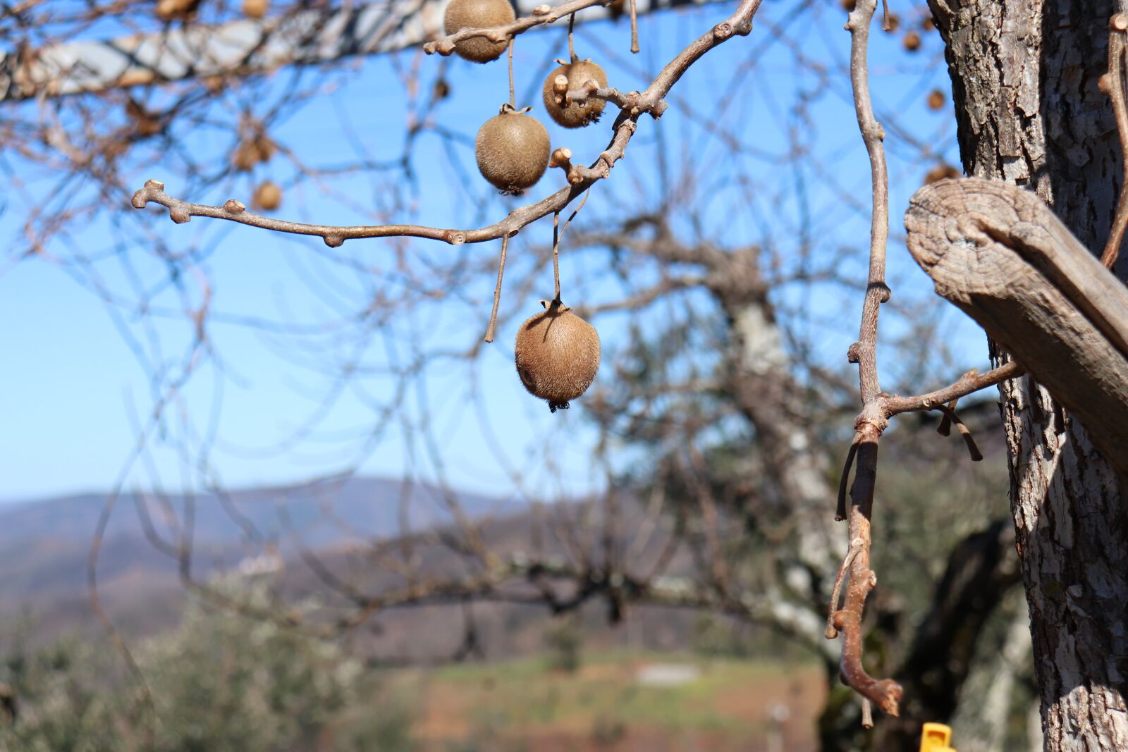 Canon EOS 200D (EOS Rebel SL2 / EOS Kiss X9) sample photo. Fruit, tree, nature photography
