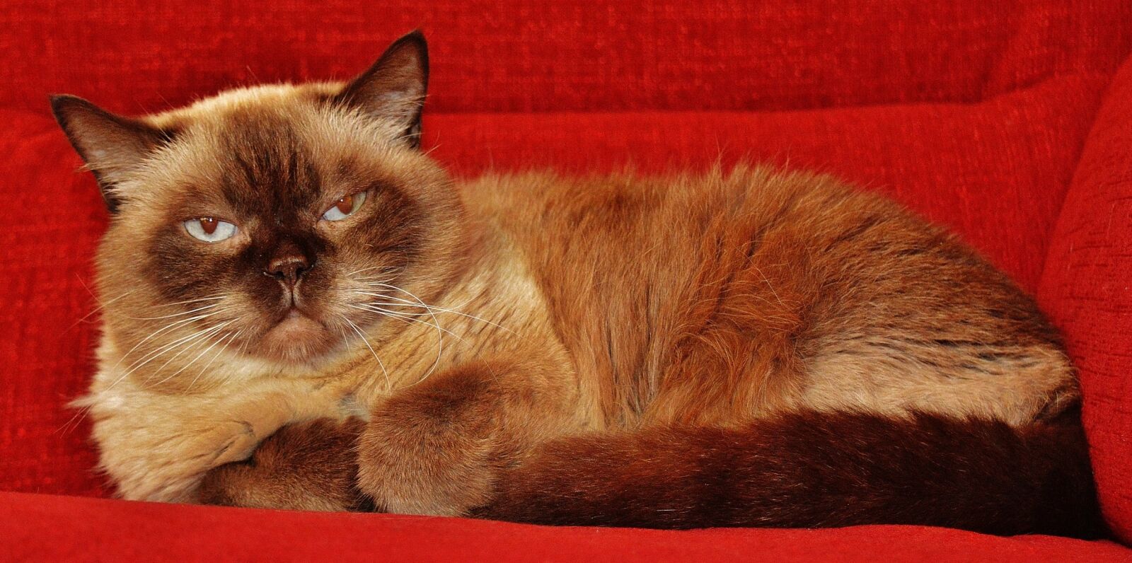 Nikon D3200 sample photo. Cat, british shorthair, mieze photography