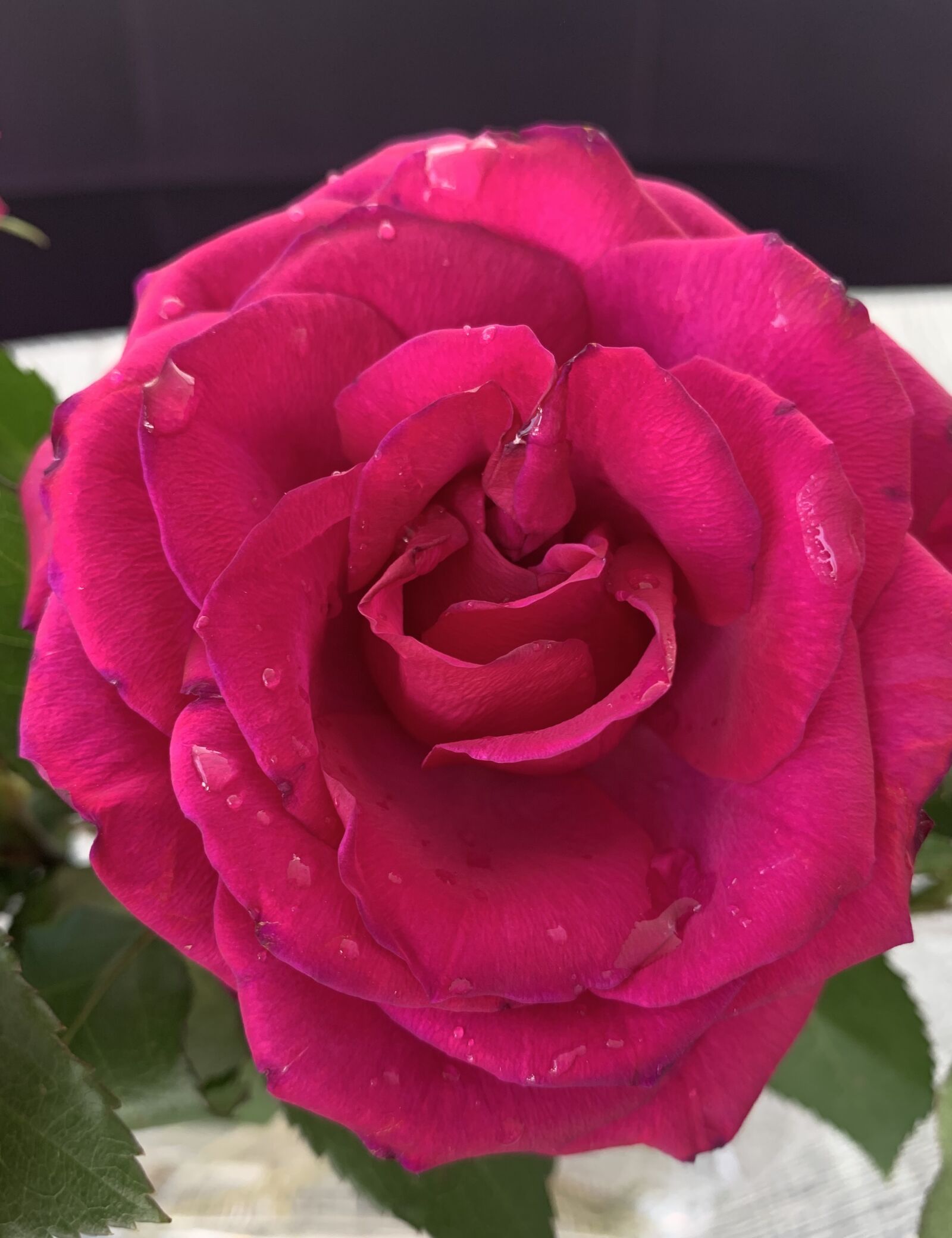 Apple iPhone XS sample photo. Rose, rose bloom, flower photography