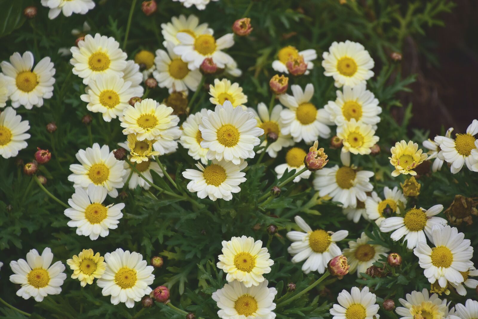 Nikon D7200 sample photo. Flower, nature, plant photography