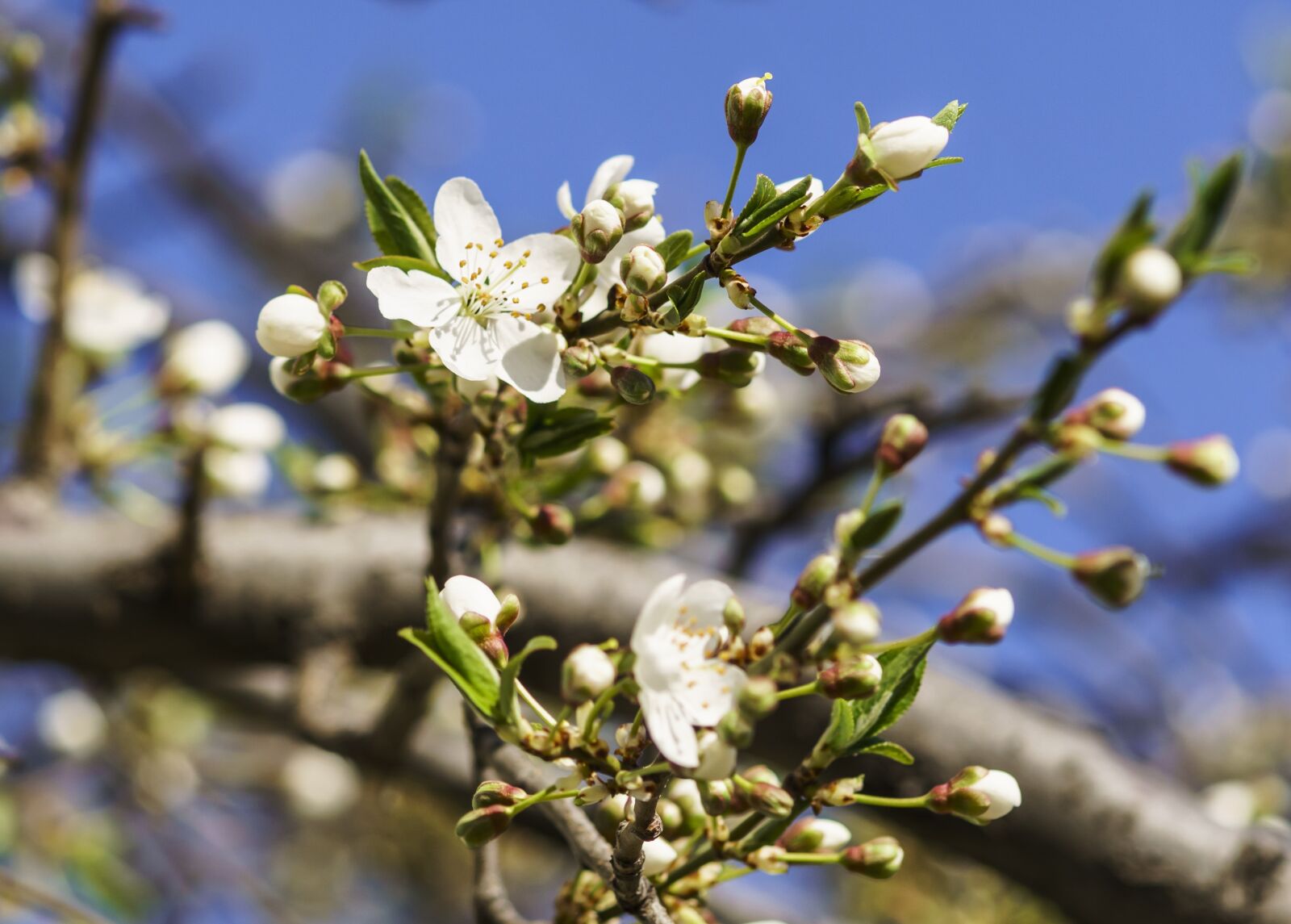85mm F1.4 sample photo. Flowers, cherry, spring photography