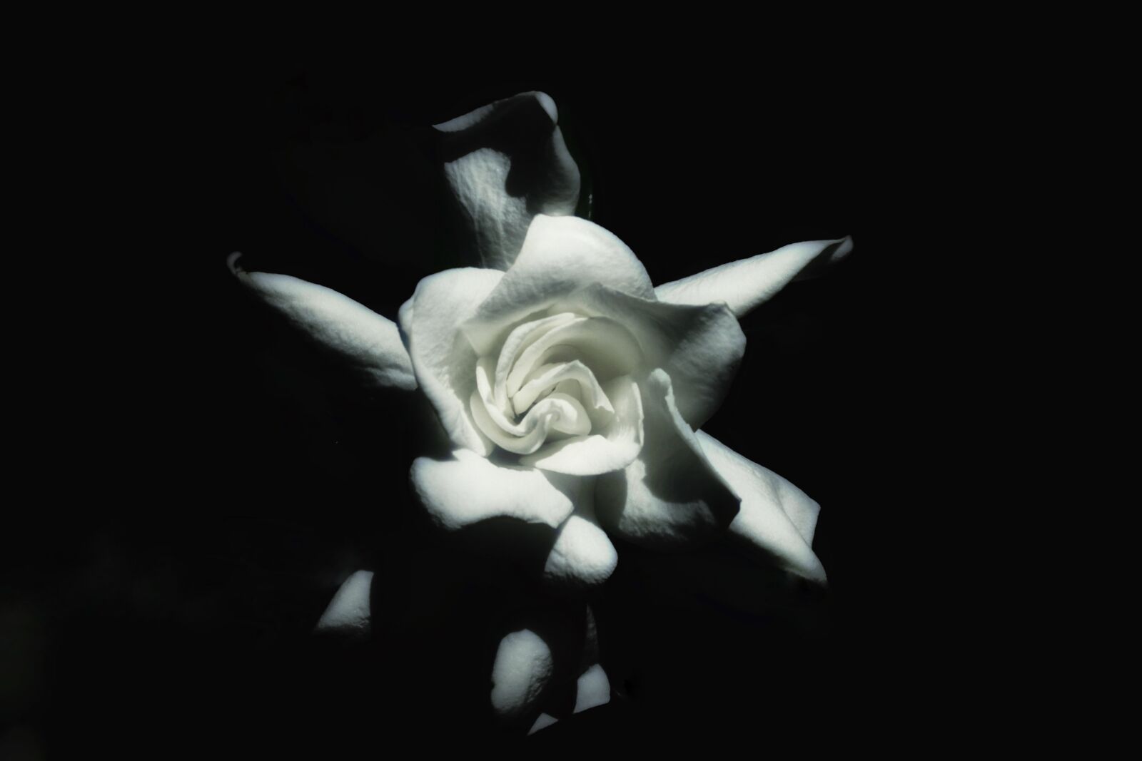 Canon EOS 1100D (EOS Rebel T3 / EOS Kiss X50) sample photo. Flower, gardenia, white photography