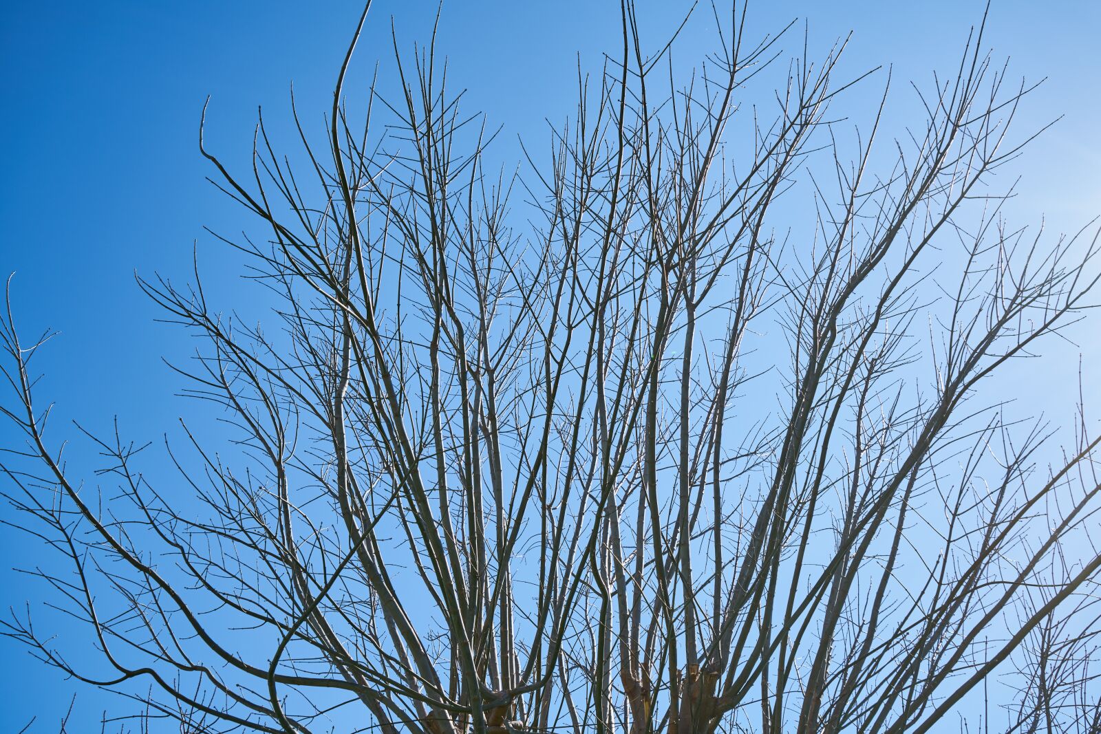 Sony a7R II sample photo. Tree, branches, sky photography