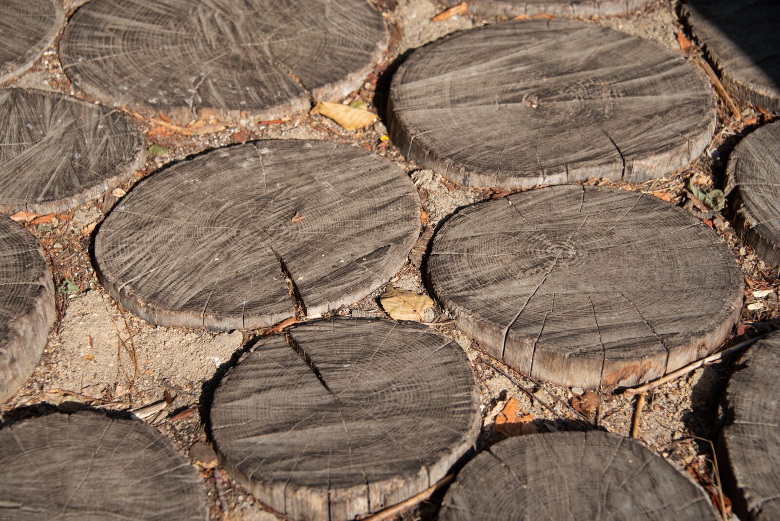 Nikon D800 sample photo. Tree, trunks, pathway photography