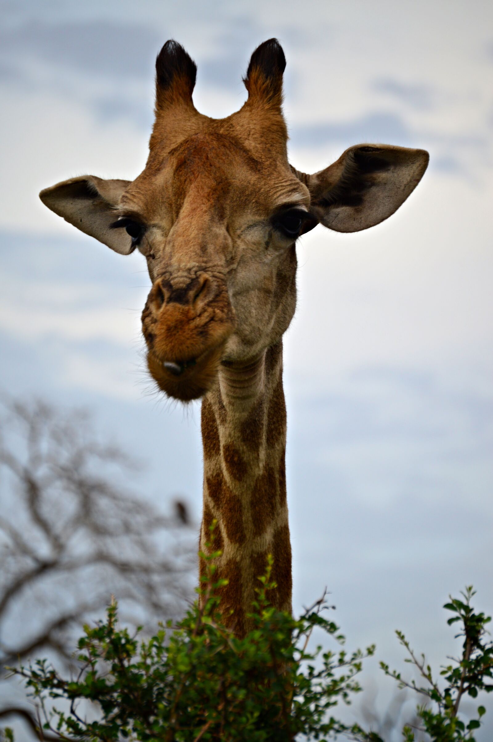 Nikon D3200 sample photo. Giraffe, curious, africa photography