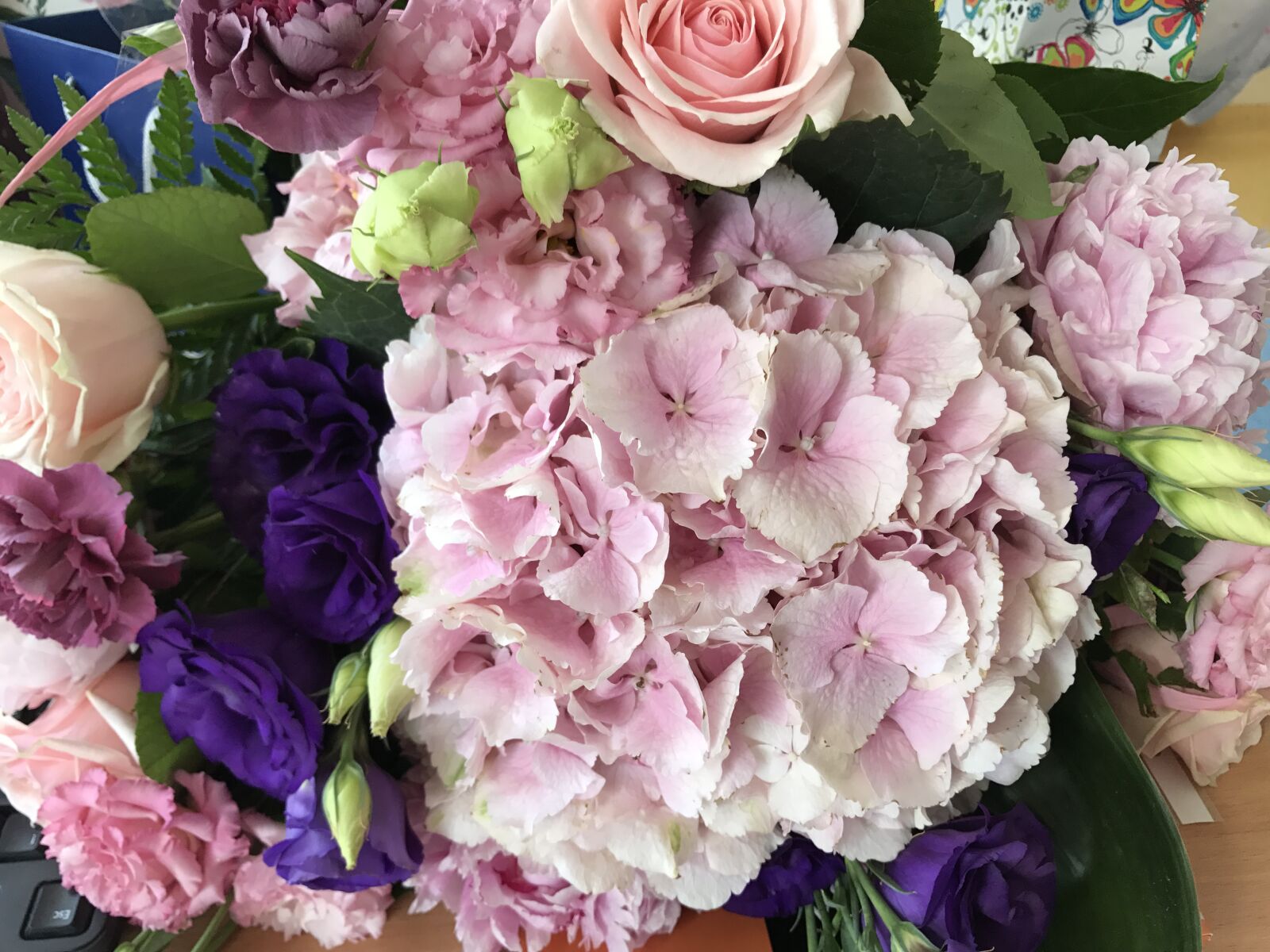 iPhone 7 back camera 3.99mm f/1.8 sample photo. Flowers, rose, flower photography