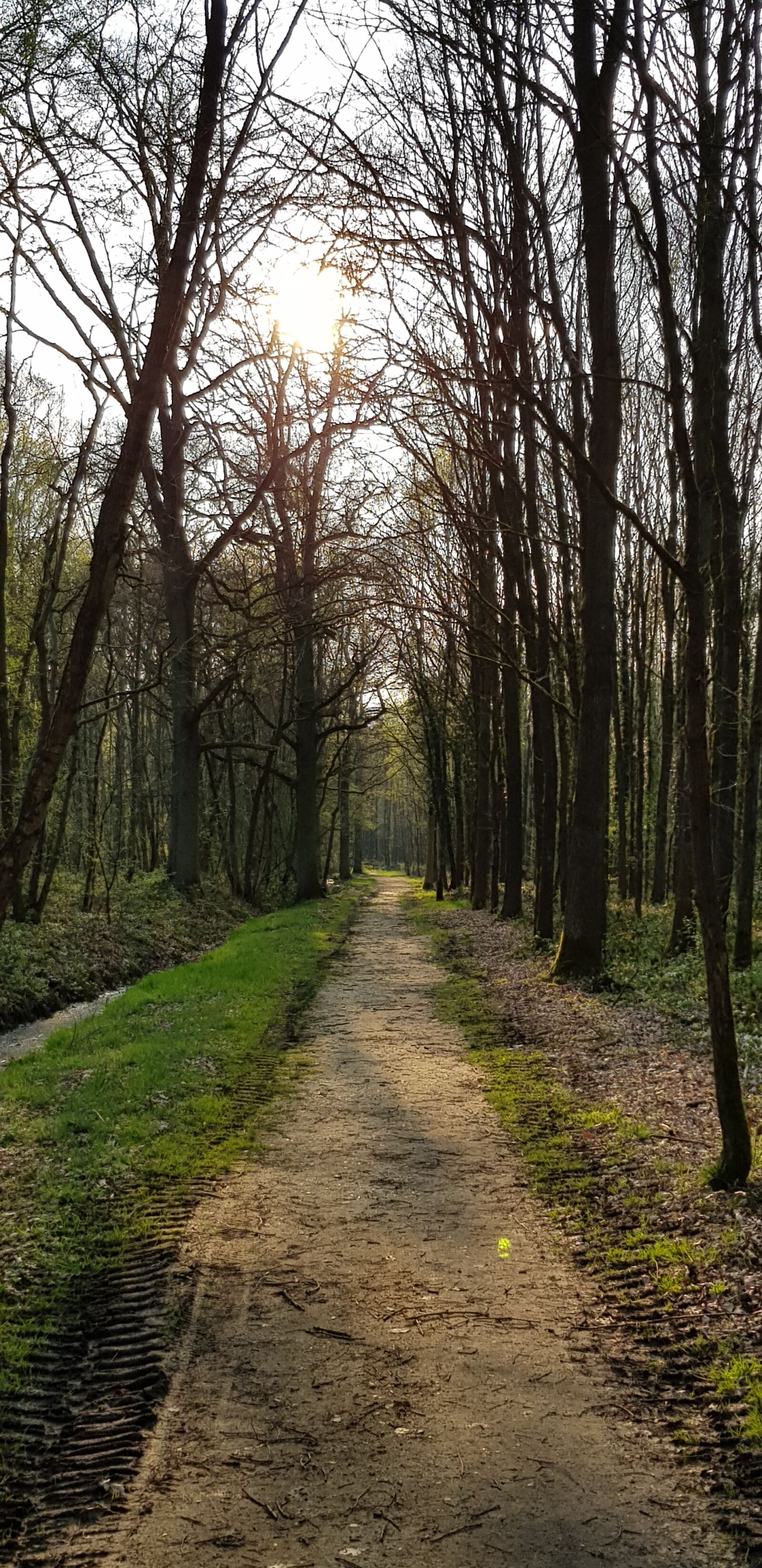 Samsung Galaxy S8 sample photo. Forest, forest path, trees photography