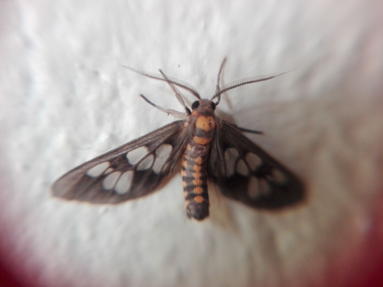 HUAWEI Y6II sample photo. Moth, tiger grass borer photography