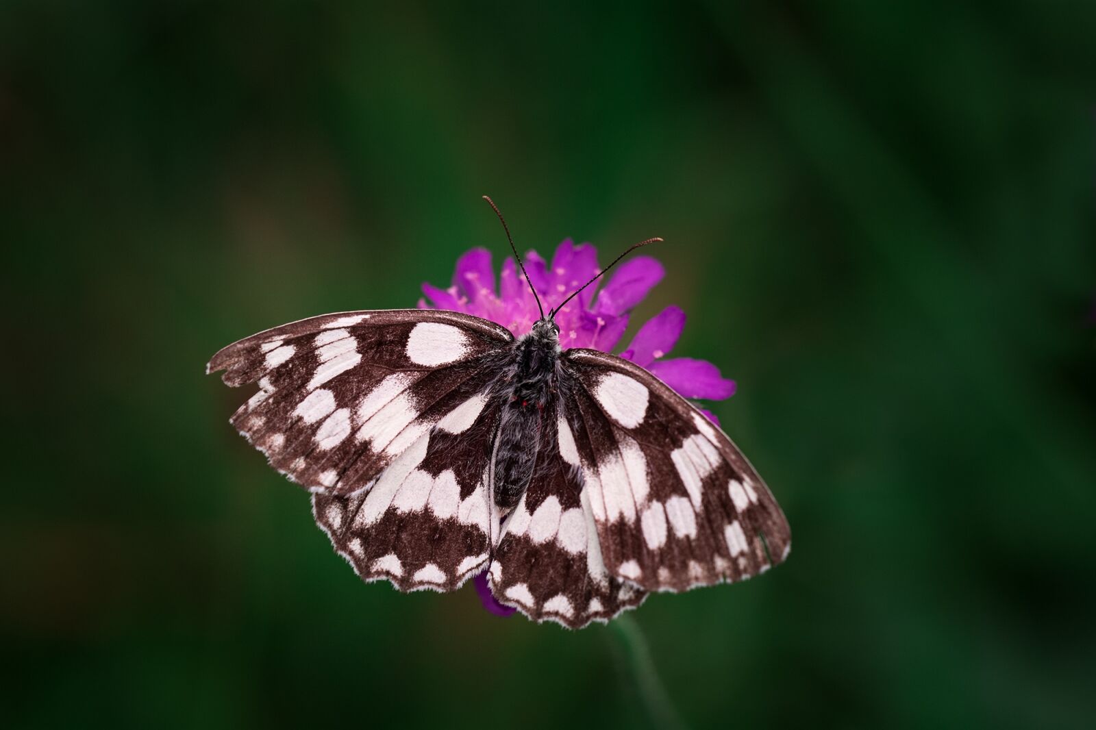 Nikon D7100 sample photo. Butterfly, chess board, women's photography