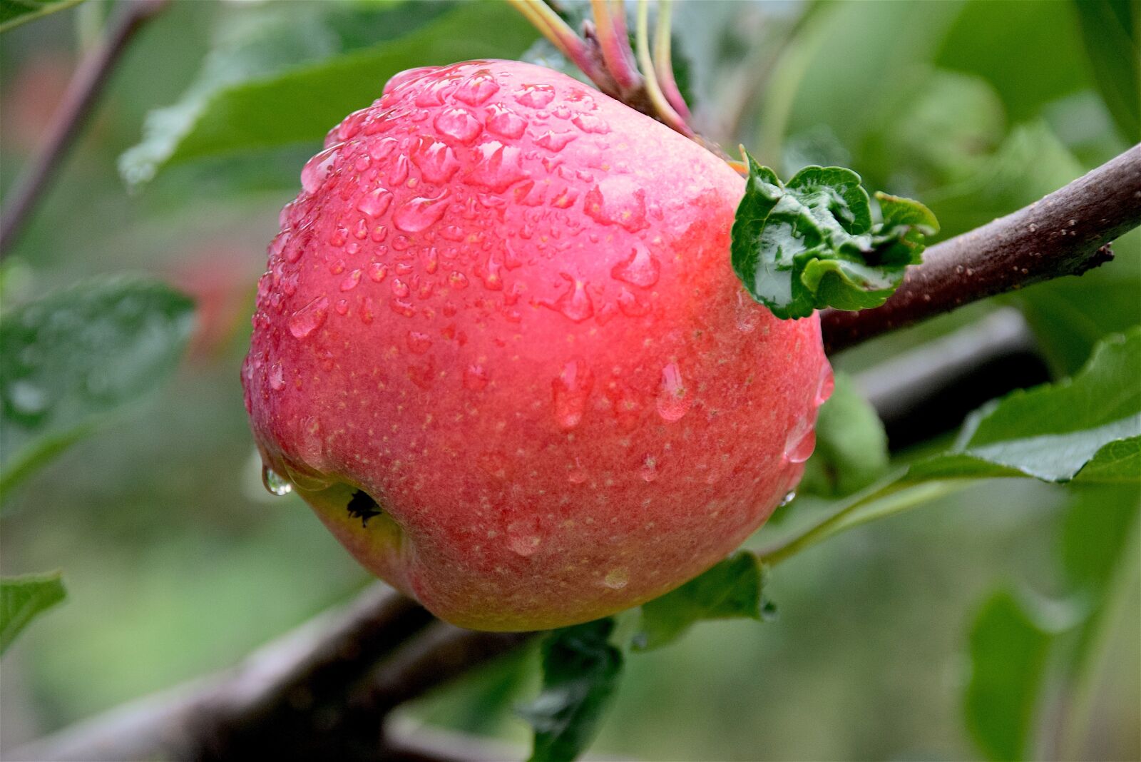 Nikon D3300 sample photo. Apple, dew, healthy photography