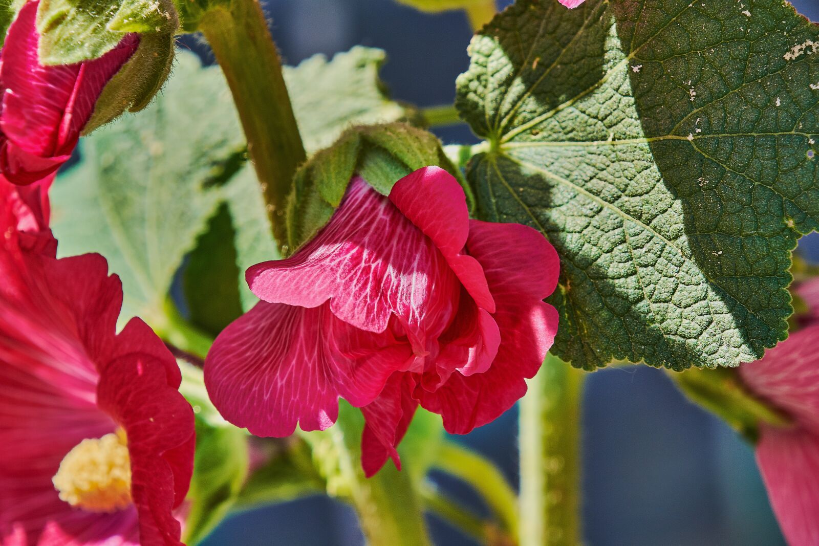 Nikon D7200 sample photo. Bell, red, garden photography
