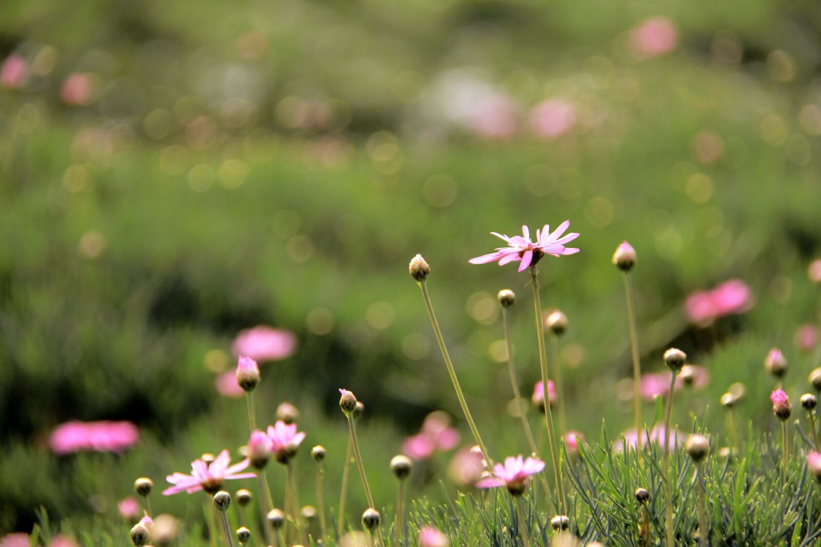 Canon EF-S 18-200mm F3.5-5.6 IS sample photo. Margaret, daisy, industries photography