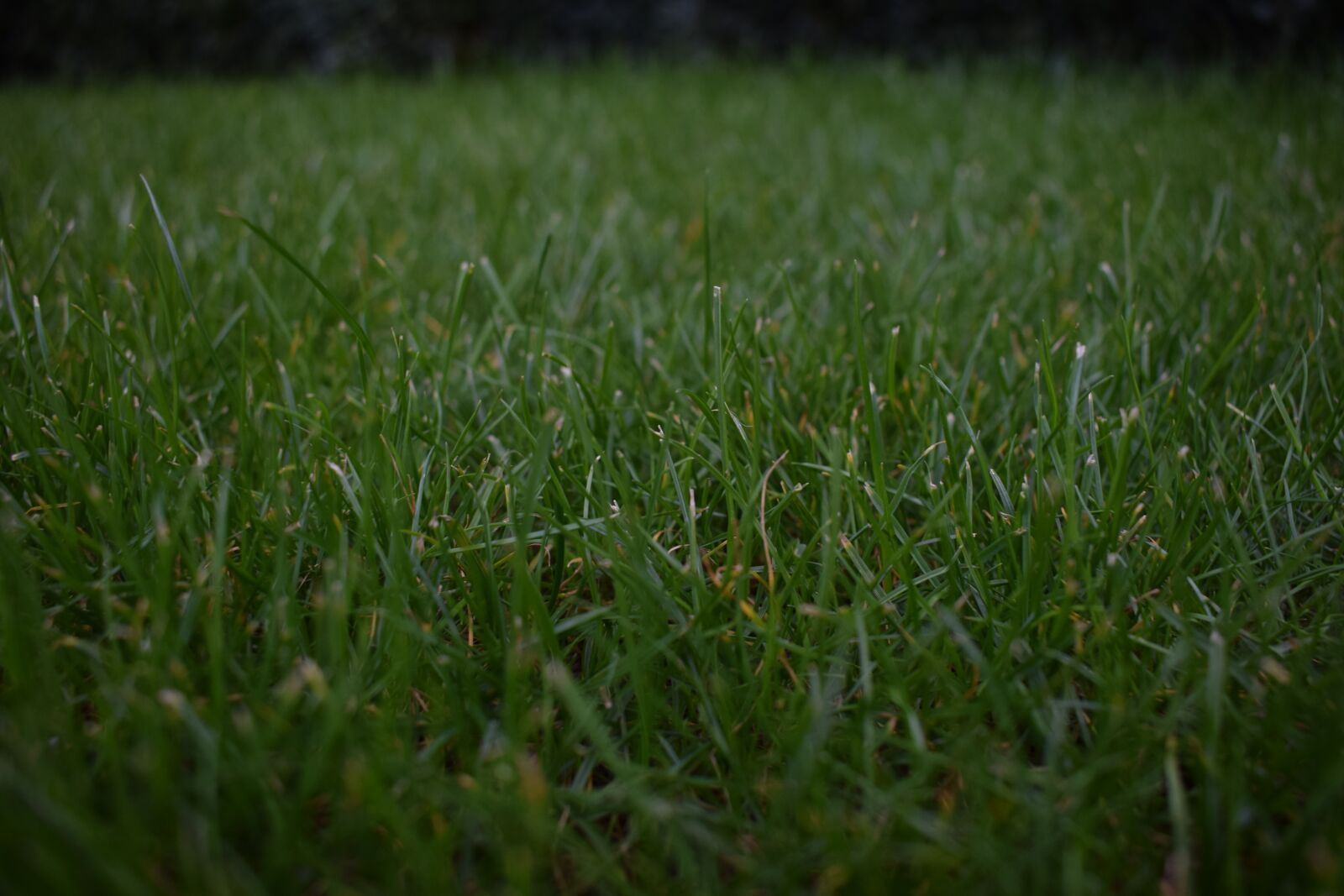 Nikon D3300 sample photo. Grass, closeup, background photography
